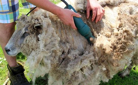 Hd Wallpaper Person Removing Sheeps Hair Shearing Shearing Sheep