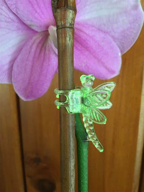 Dragonfly Orchid Clips Set Of 6 Plant Stem Vine Garden Support Etsy