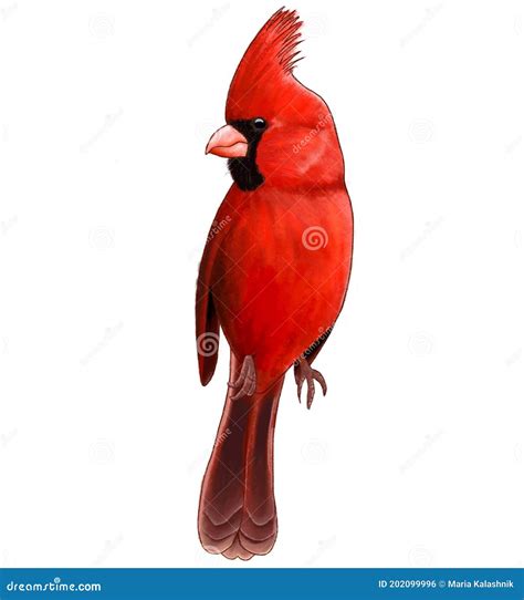 Sitting Male Northern Cardinal Red Cardinalis Cardinalis Isolated On