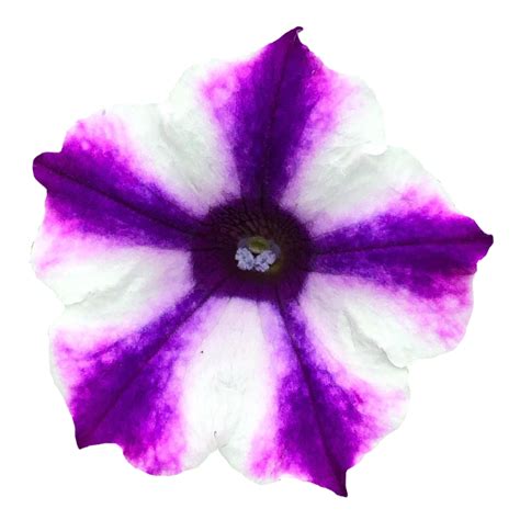 Purple And White Striped Pansy Flowers 21911591 Png