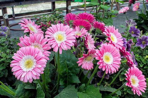 Gerbera Daisy Amazing Flower Farm