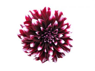 Header transparent burgundy flowers png. Flowers PNG Images Transparent Free Download | PNGMart.com