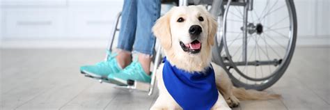 Service Dog Costs 101 How To Budget For A Canine Companion
