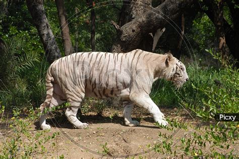 Image Of A White Tiger Walking Us961892 Picxy