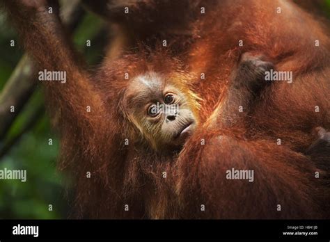 Sumatran Orangutan Pongo Abelii Male Baby Named Casa Clinging To
