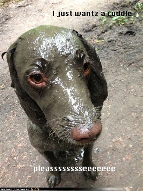 23 Filthiest Dogs Who Need To Take A Bath Cuteness