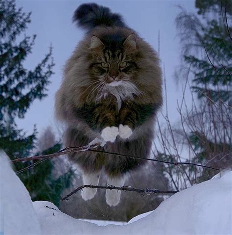 27 Amazing Photos Of Norwegian Forest Cats Having The Time Of Their