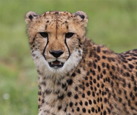 Cheetah Conservation Fund Infinite Safari Adventures