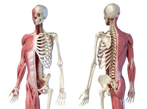 What Are Musculoskeletal Disorders And How To Treat Them Broadview