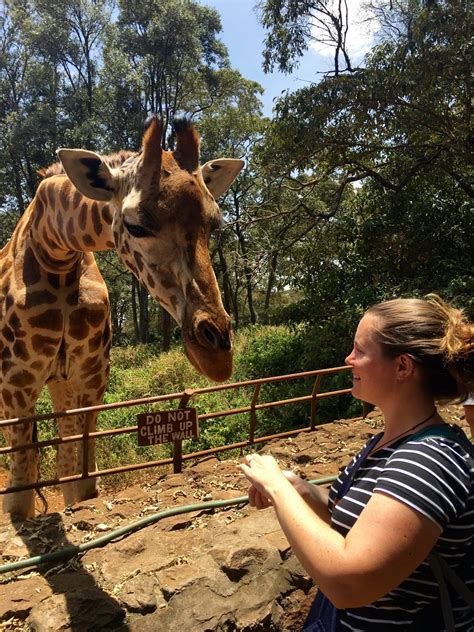 The Giraffe Center Nairobi Kenya Exploring Kiwis