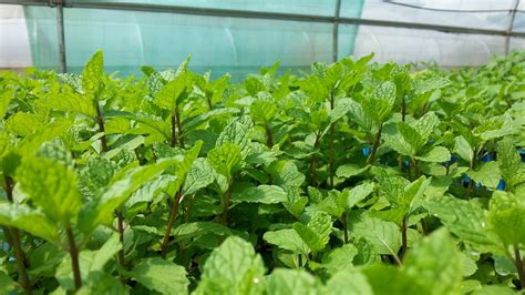 Growing Mint Planting Cultivation Harvesting Types And More