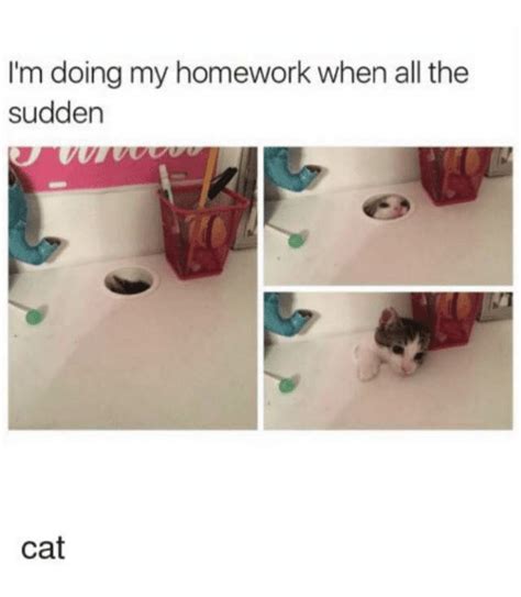 Im Doing My Homework When All The Sudden Cat Homework Meme On Meme