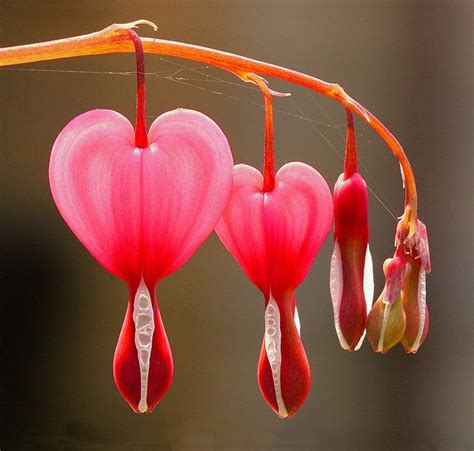 Heart of jesus plant flower. Heart to heart (With images) | Shade loving flowers