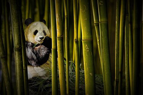 Chinese Panda Bear Among The Bamboo Trees Photograph By Randall Nyhof