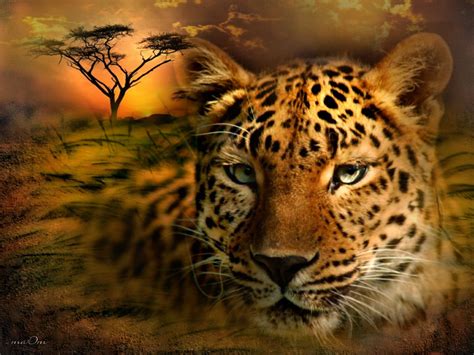 Large Cats Big Cats African Leopard Leopard Wallpaper Wildlife