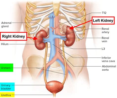 The neck is what attaches the head to the at the back of the lower body are the buttocks for sitting on. Kidney Pain - Kidney Pain Location - Causes, Symptoms ...
