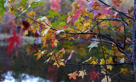 Fileautumn Tree Leaf Colors Bokeh Lake West Virginia Forestwander