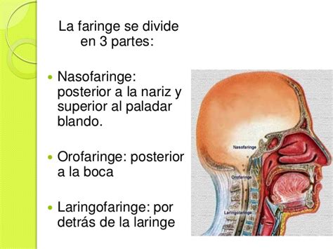 El cáncer de laringe y de faringe tienen aspectos comunes en las causas, en muchos síntomas y en tratamientos. Anatomia de la faringe