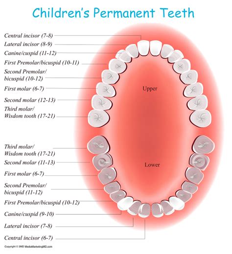 Permanent Tooth Eruption In Children Pediatric Dentistry Of Pleasant Hill