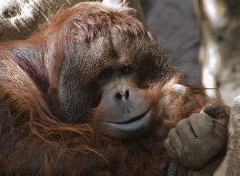 Sad Orangutan By Charlotte Cumberbirch 500px