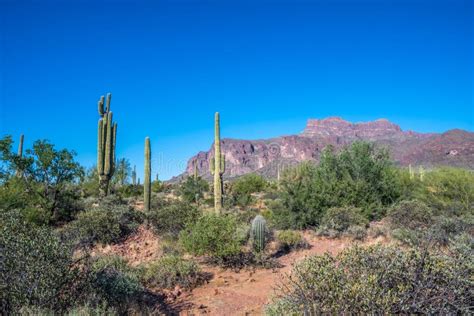 A Long Slender Saguaro Cactus In Apache Junction Arizona Stock Image