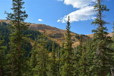 Mountain Landscape With Pine Trees Stock Image Image Of Outdoors