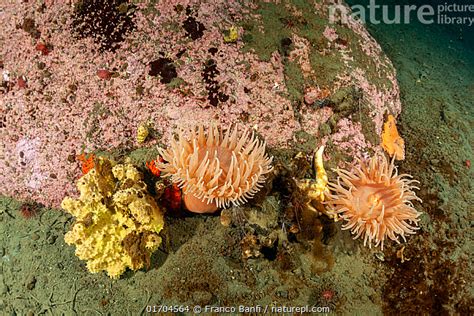 Stock Photo Of Two Sea Anemones Urticinopsis Antarctica And A Sponge
