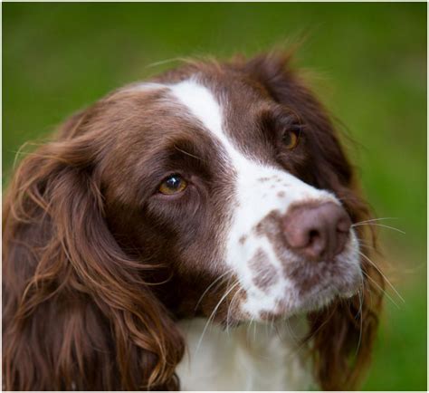 English Springer Spaniel Puppies Rescue Pictures Facts Breeders
