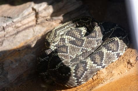 Crotalus Durissus Serpiente O Serpiente De Cascabel Sudamericana