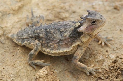 New Horned Lizard Species Found In Mexico Science Aaas