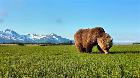 Landscape Wildlife Bears 1080p 2k 4k 5k Hd Wallpapers Free Download