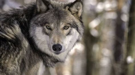 Gray Wolf Population Grows For 12th Year In A Row Wa Report