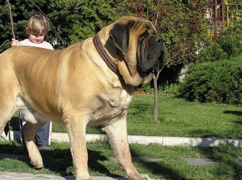 Large Dogs Love English Mastiff Dog Mastiff Puppies English Mastiff