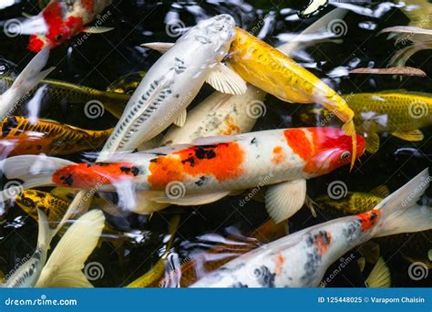 Beautiful Koi Fish Swimming In The Pond Stock Image Image Of Blurry