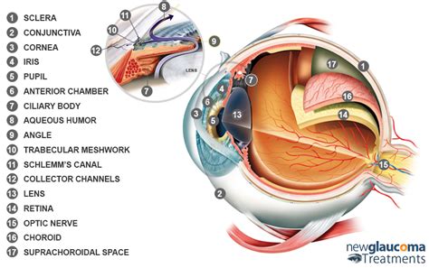 Human Eye A Brief Introduction New Glaucoma