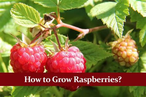 How To Grow Raspberries Complete Guide Green Thumb Central