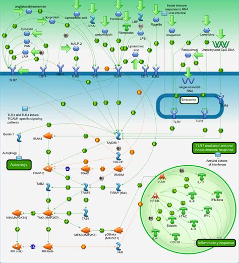 Immune Response Tlr Signaling Pathways Pathway Map Primepcr Life