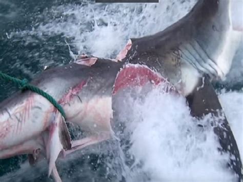 great white shark bite each other sea horror show two great white sharks bite chunks out of
