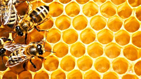 Aesthetic Bee Computer Wallpapers Top Free Aesthetic Bee Computer