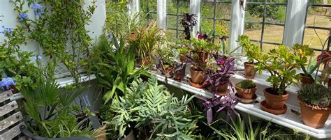 Conservatory Plants Plants That Love Shelter And Warmth Gardens
