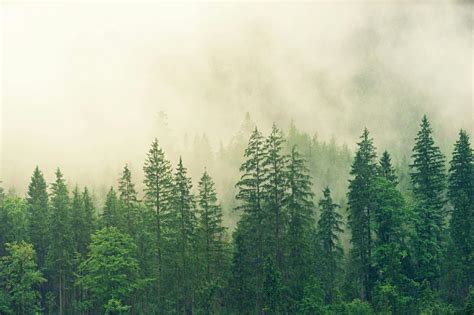 Forest Covered In White Fog · Free Stock Photo