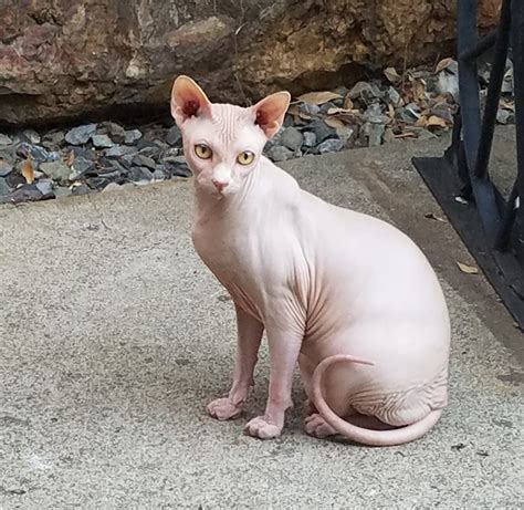 Are Sphynx Cats Good For Beginners Munchkin Kitten Store