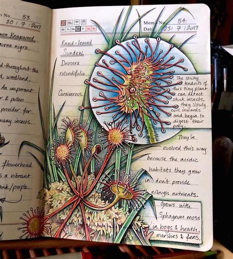 Illustrator Documents The Things She Discovers During Her Outdoor