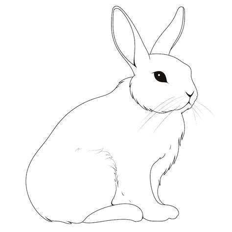 Arctic Hare Coloring Pages Coloring Corner