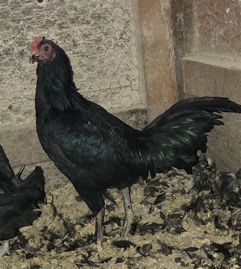 Dark Aseel Asil Chicken Chicks For Sale Cackle Hatchery®