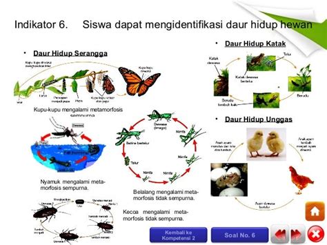 Samakah Daur Hidup Antara Kutu Buku Dengan Rayap Jelaskan Alasanmu Community Saint Lucia