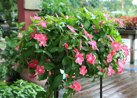 Annual flowering vinca shine in warm weather | Mississippi ...