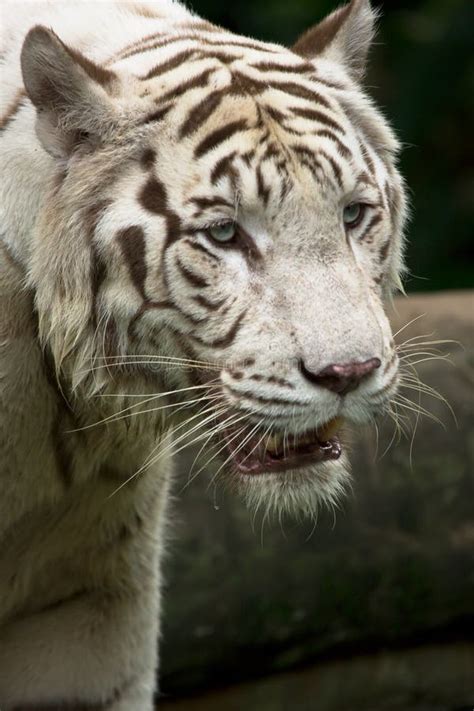 White Tiger Portrait Stock Image Image Of Animal Majestic 12675469
