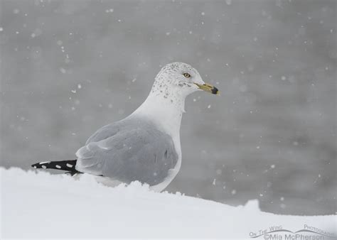 Gray Snowy Day Ring Billed Gull On The Wing Photography