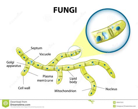 Fungi Cell Stock Vector Image 49947916